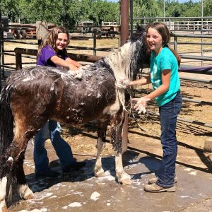 General Horse Care